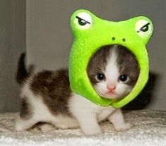 Cute Cat Meme Vinyl Sticker | Cat in a Frog Hat