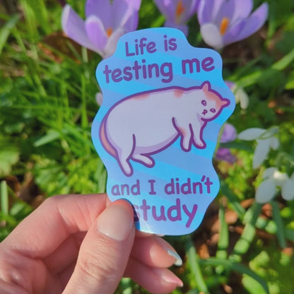 Life Is Testing Me and I Didn't Study | Funny Cat Meme Vinyl Sticker